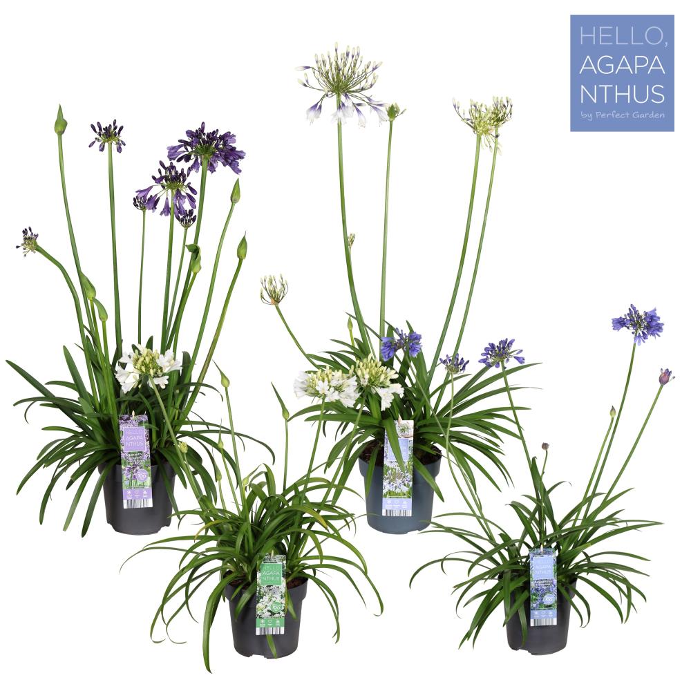 agapanthus