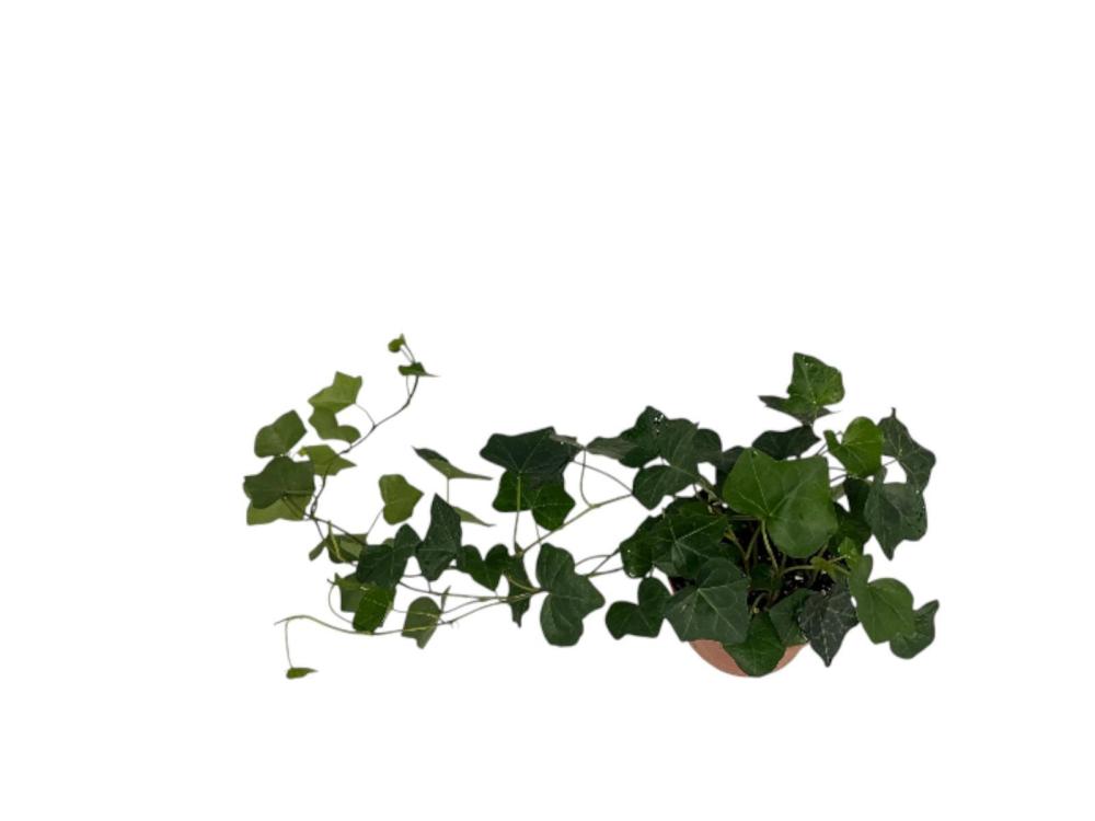 Hedera