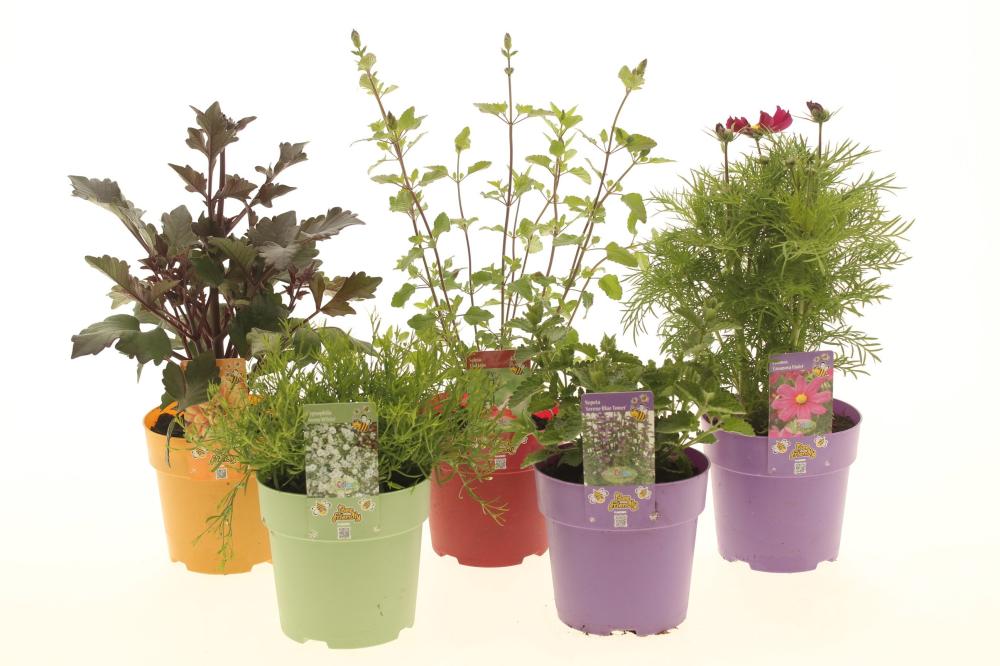 Plantes mix
