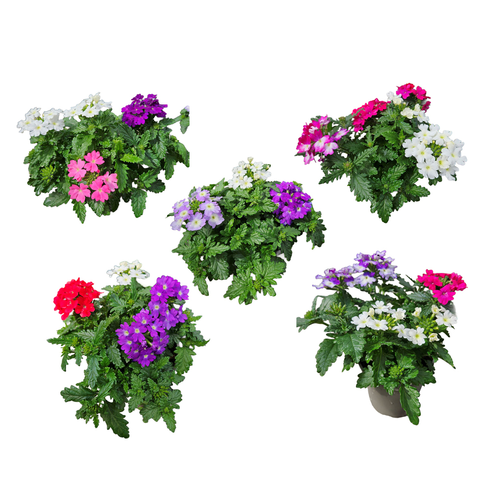 Verbena confetti garden trio