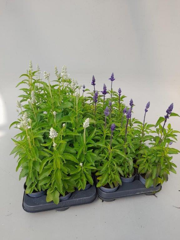 Salvia