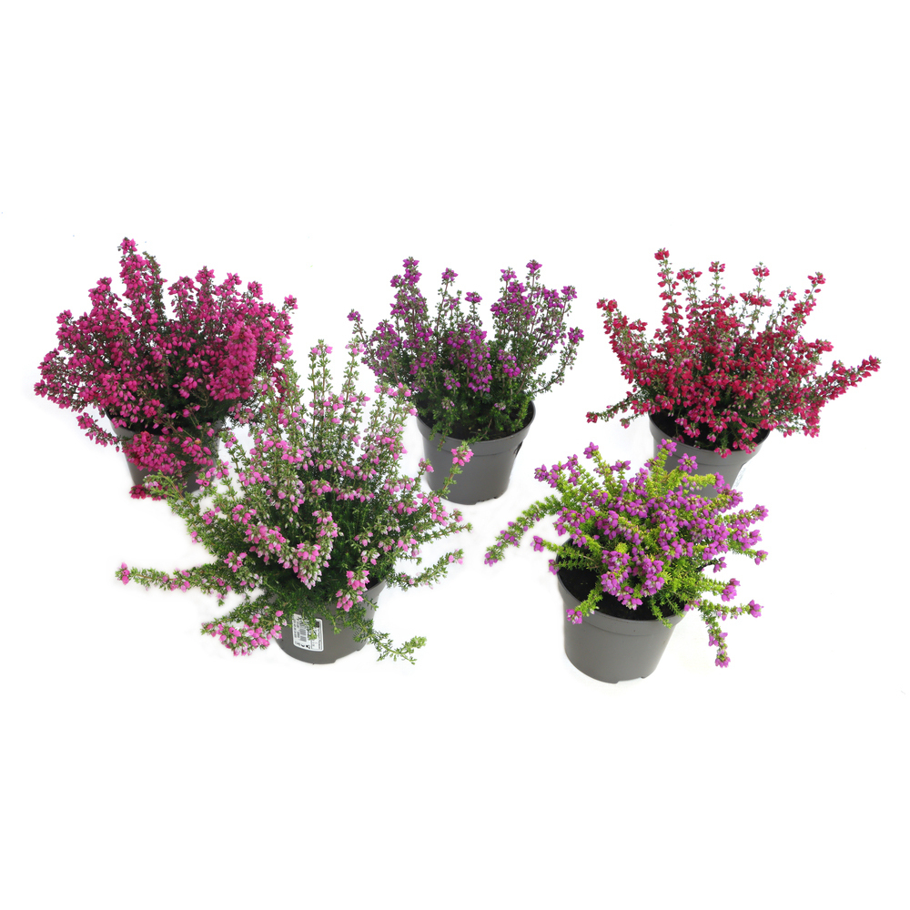 Erica cinerea