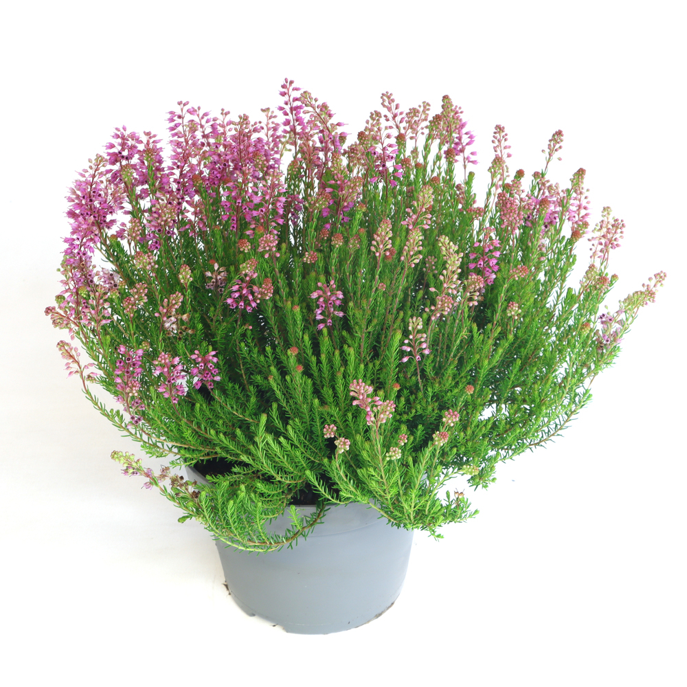 Erica spiculifolia