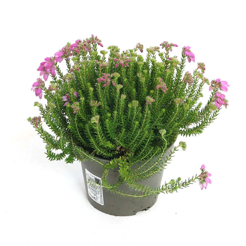 Erica stuartii