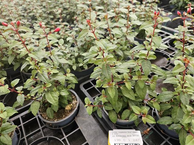 fuchsia