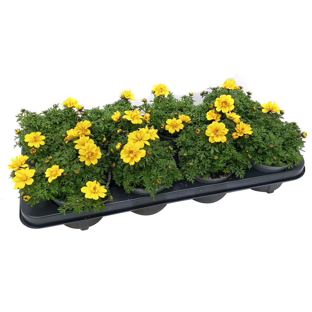 Bidens