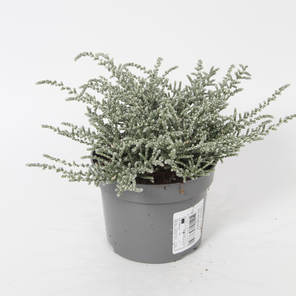 Olearia