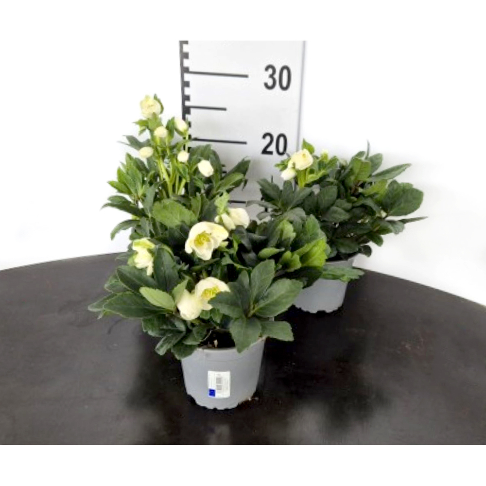 Helleborus niger hgc wintersun