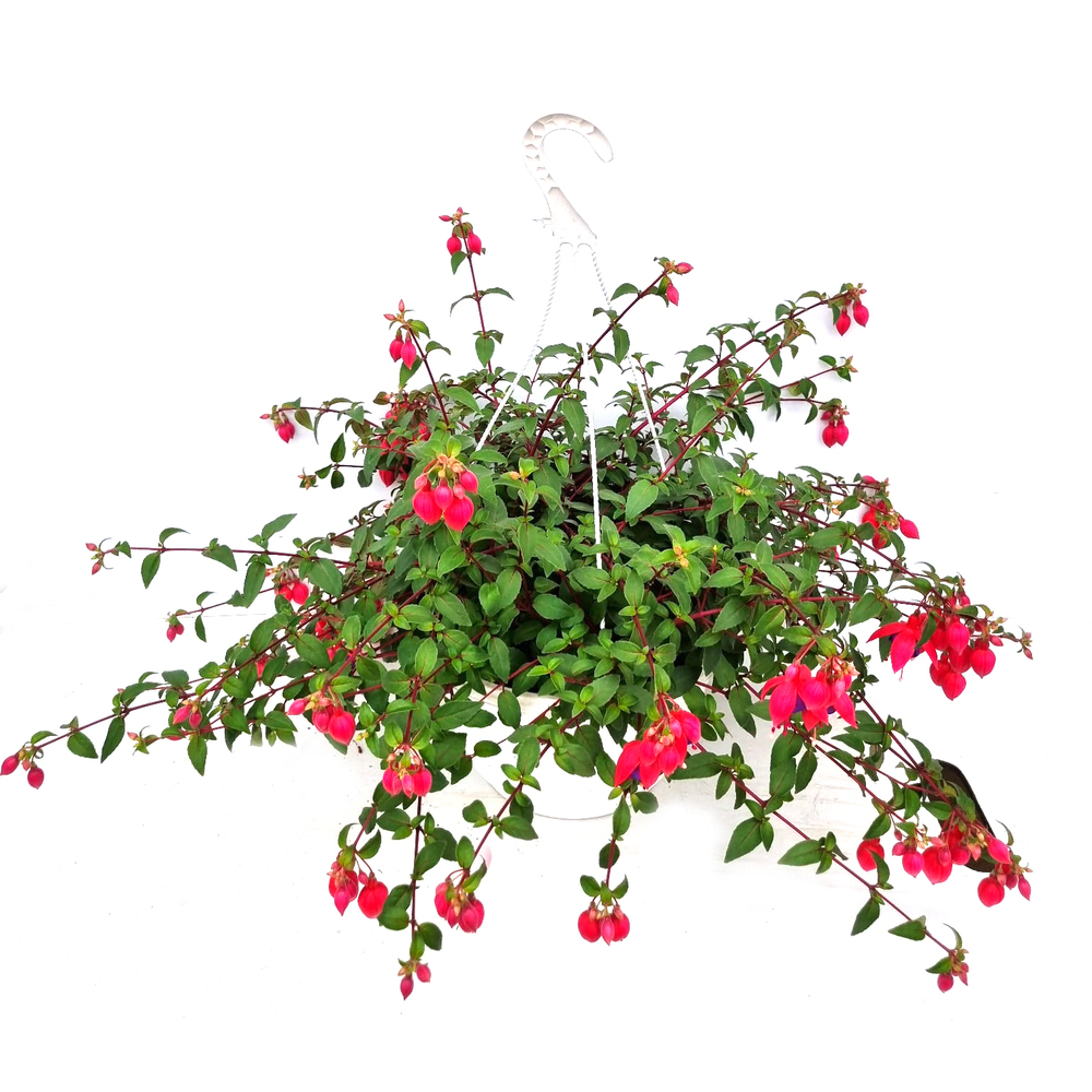 Fuchsia