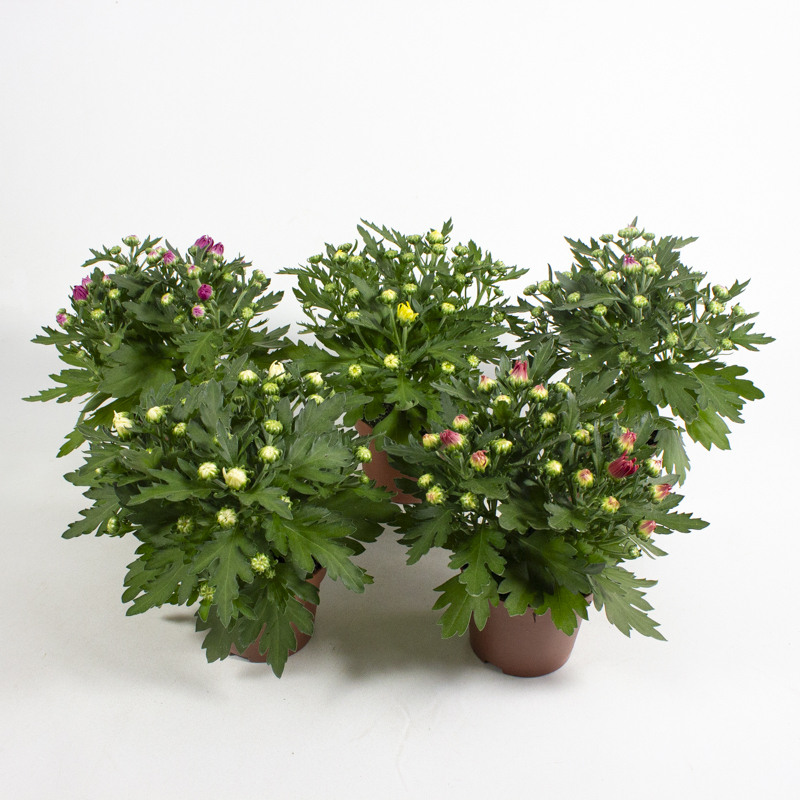Chrysanthemum indicum
