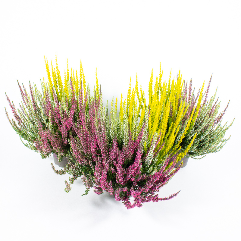 Calluna vulgaris garden girls trio