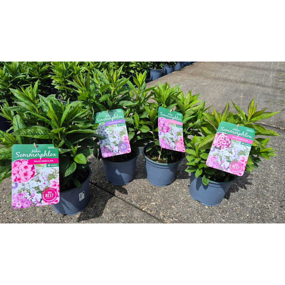 Phlox paniculata