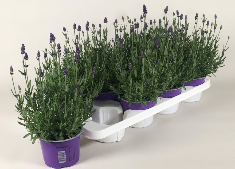 lavandula