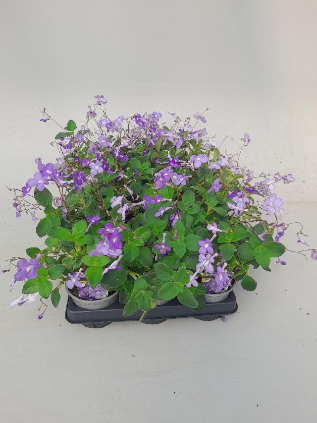 Streptocarpus