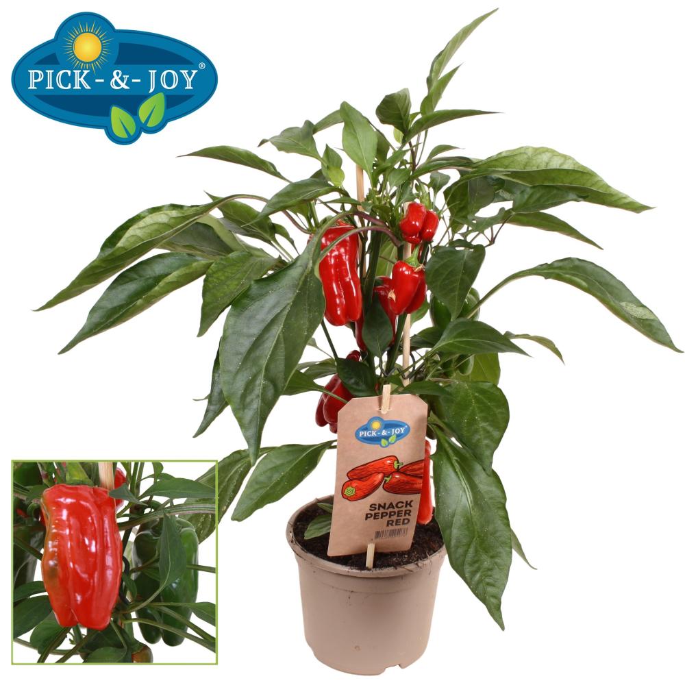 paprika
