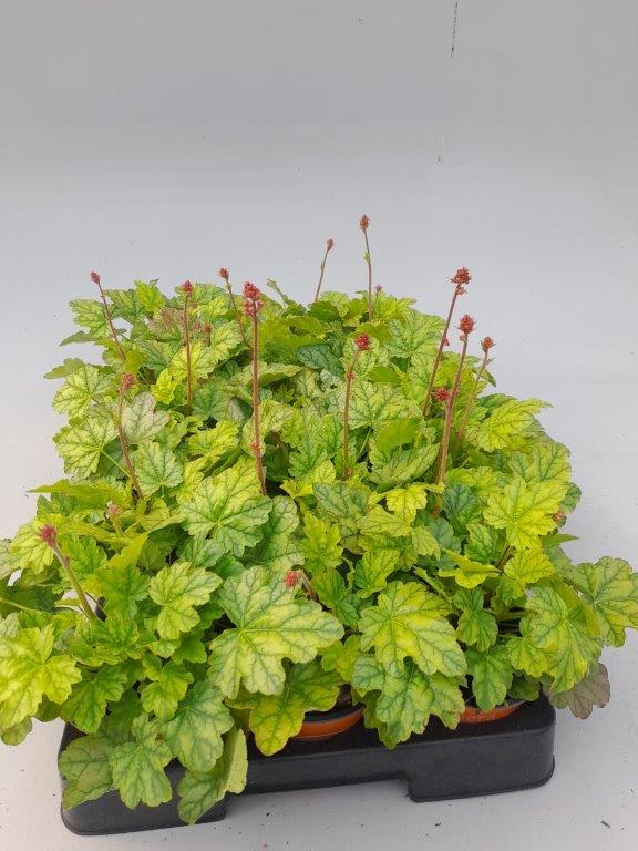 heuchera