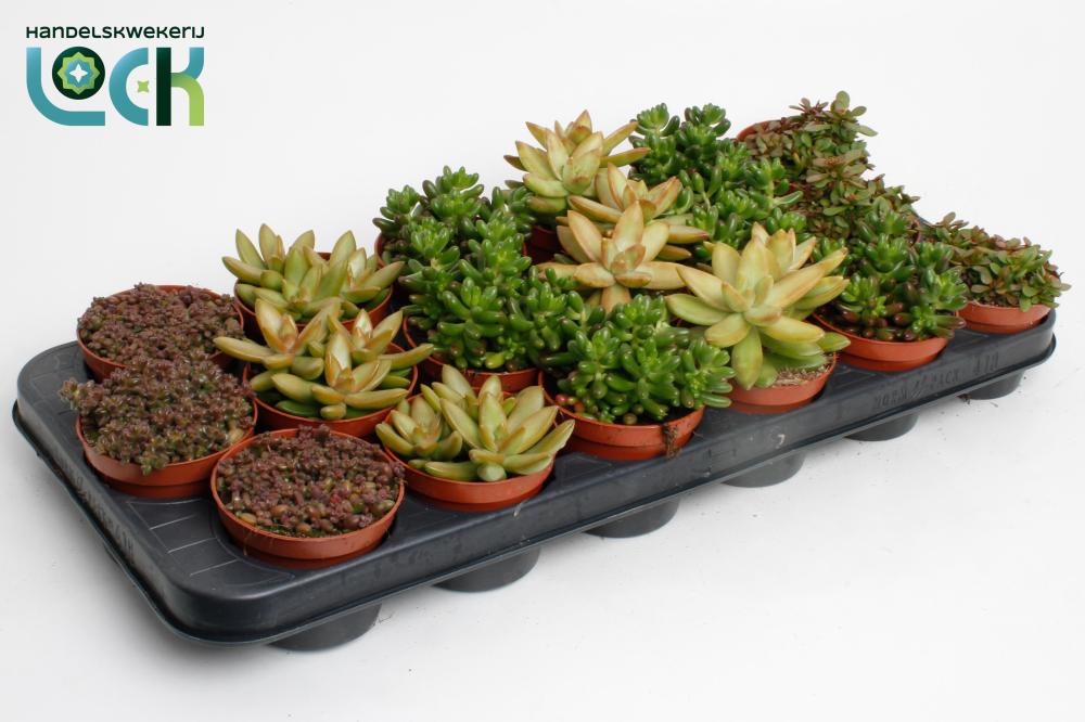 Sedum