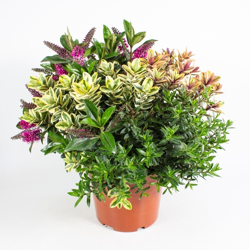 Hebe andersonii quattro