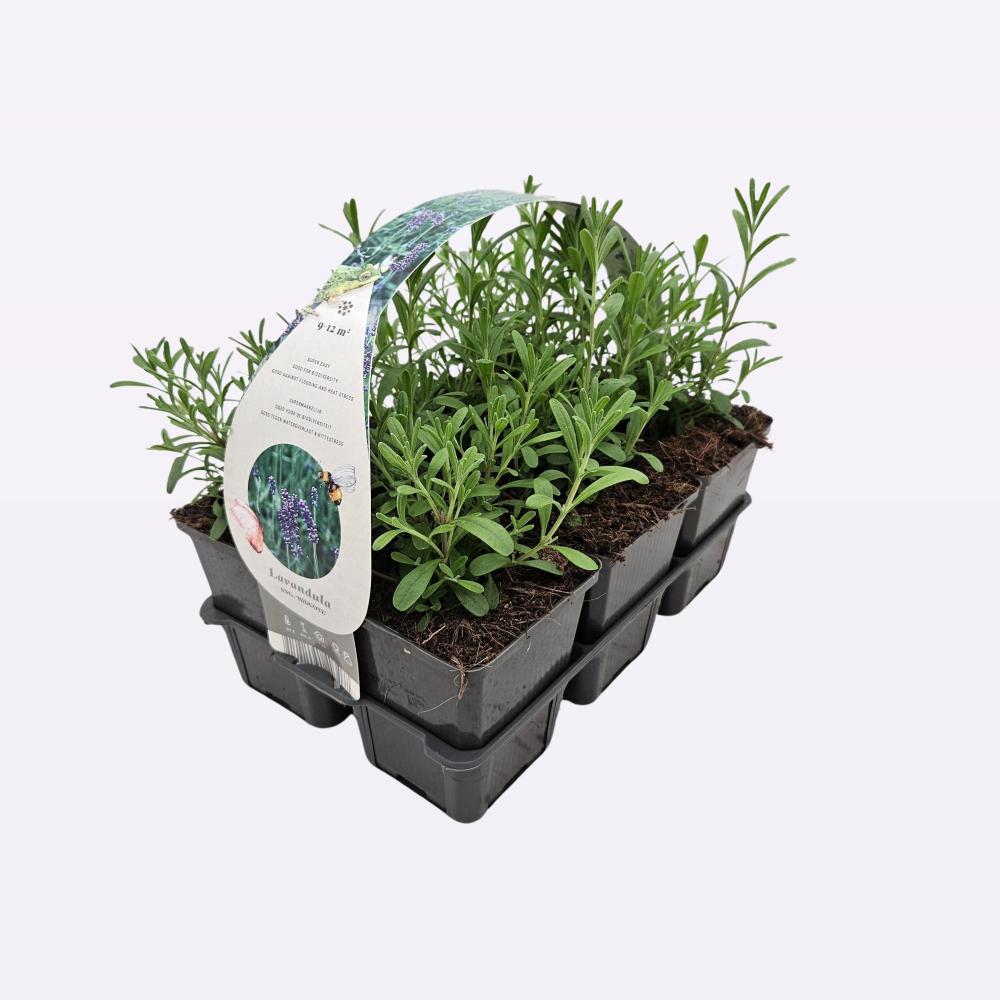 lavandula