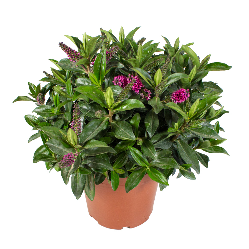 Hebe andersonii nana