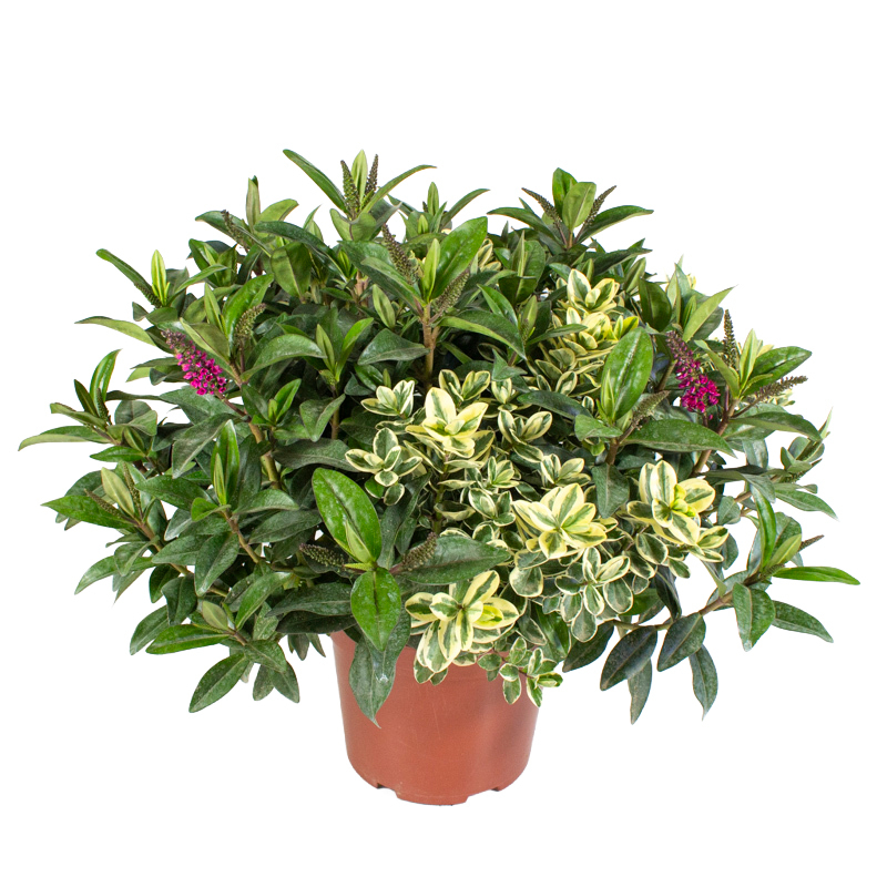 Hebe andersonii twin nana