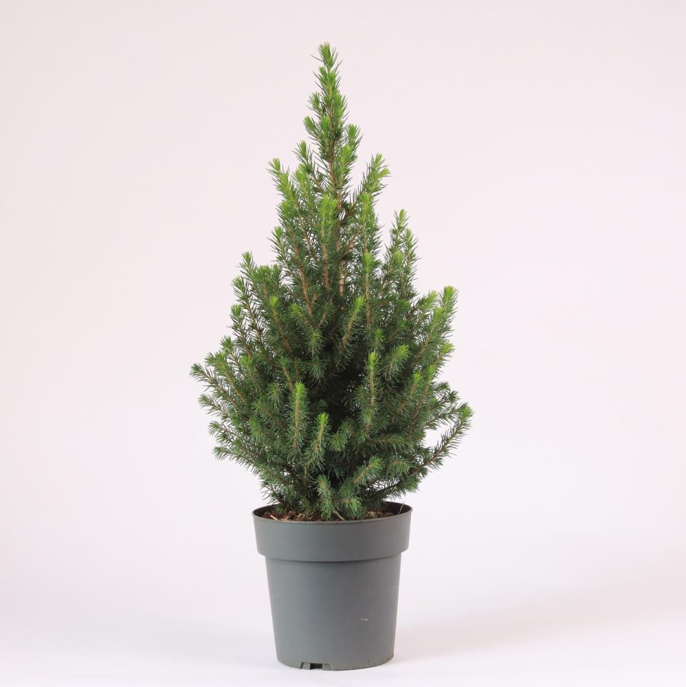 picea