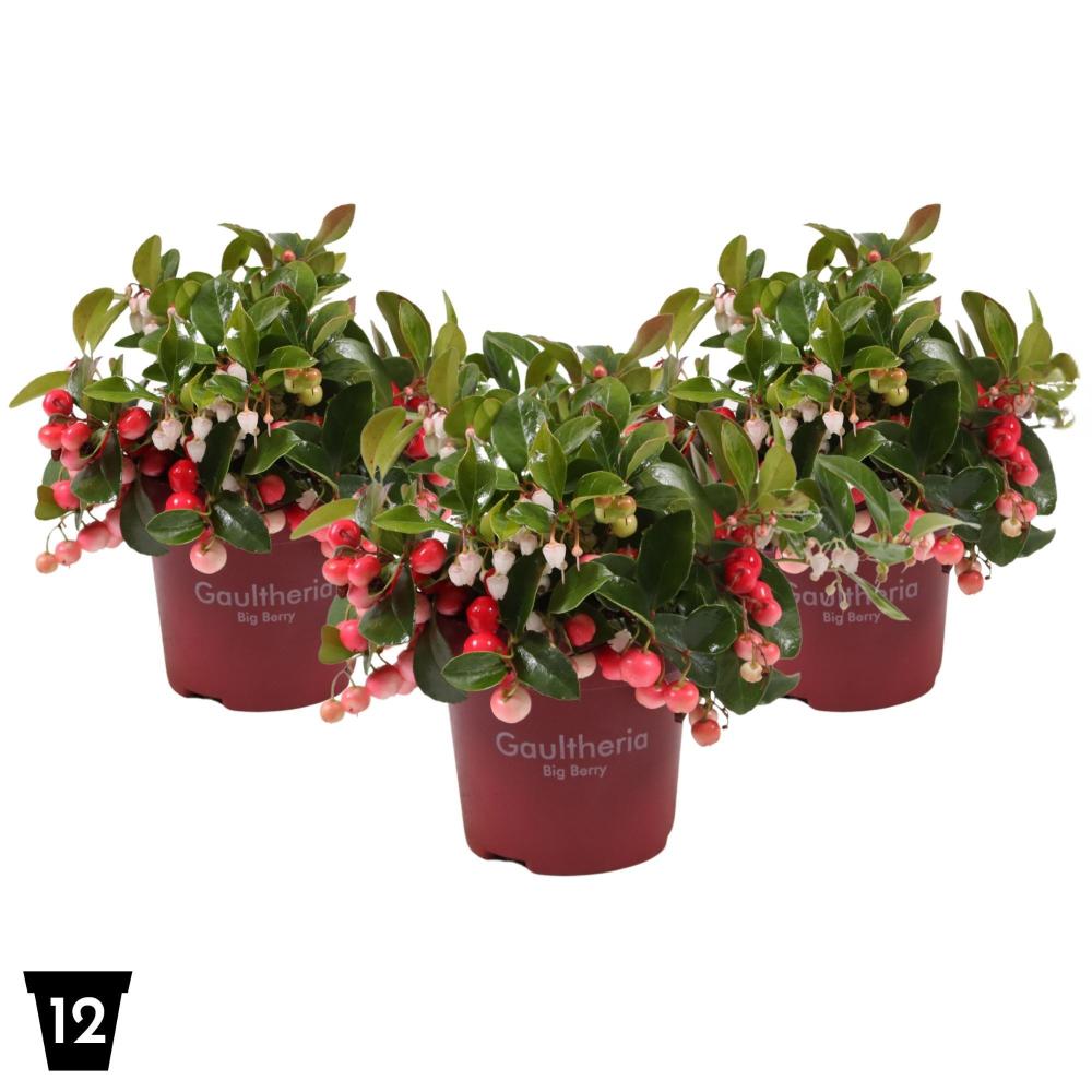 gaultheria