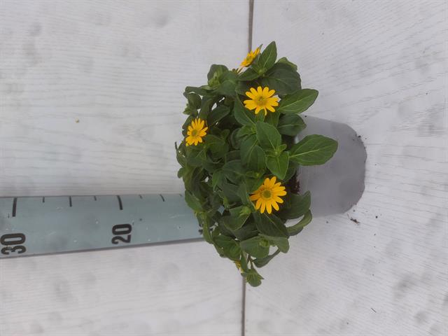 Sanvitalia
