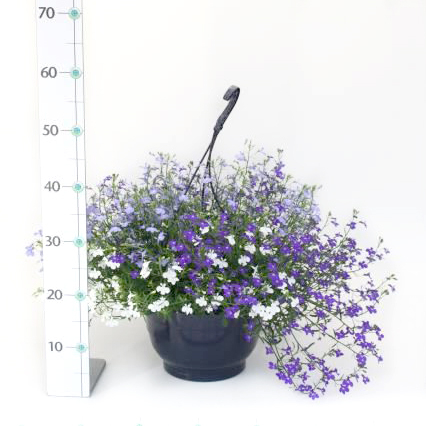 Lobelia trio