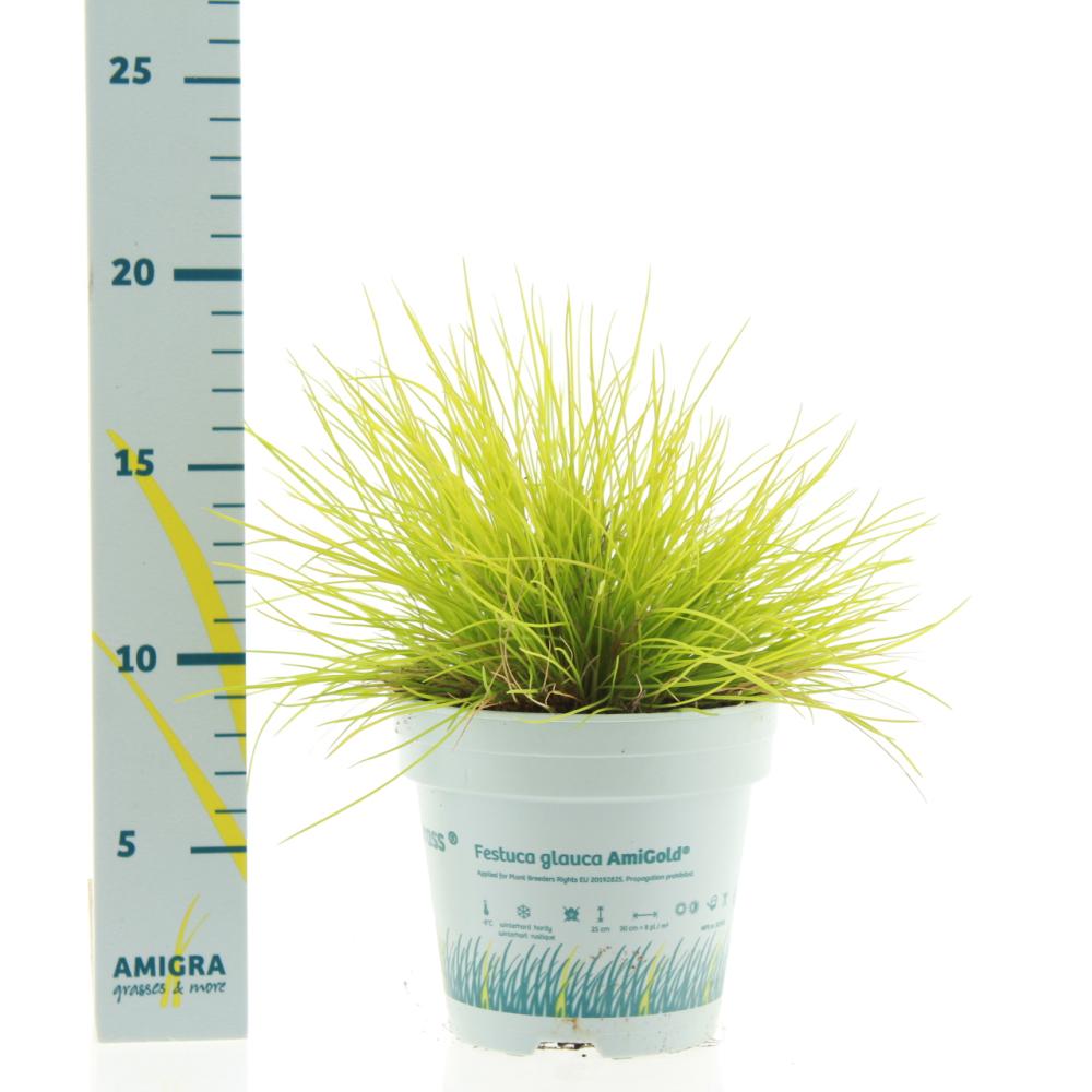 Festuca