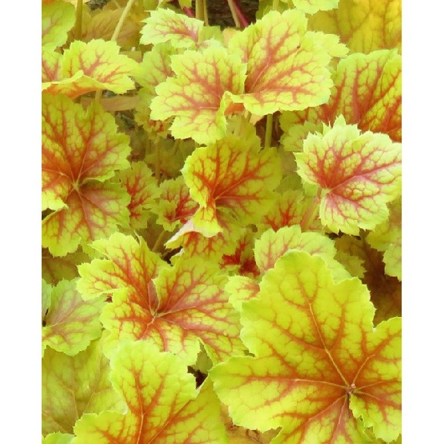 Heuchera