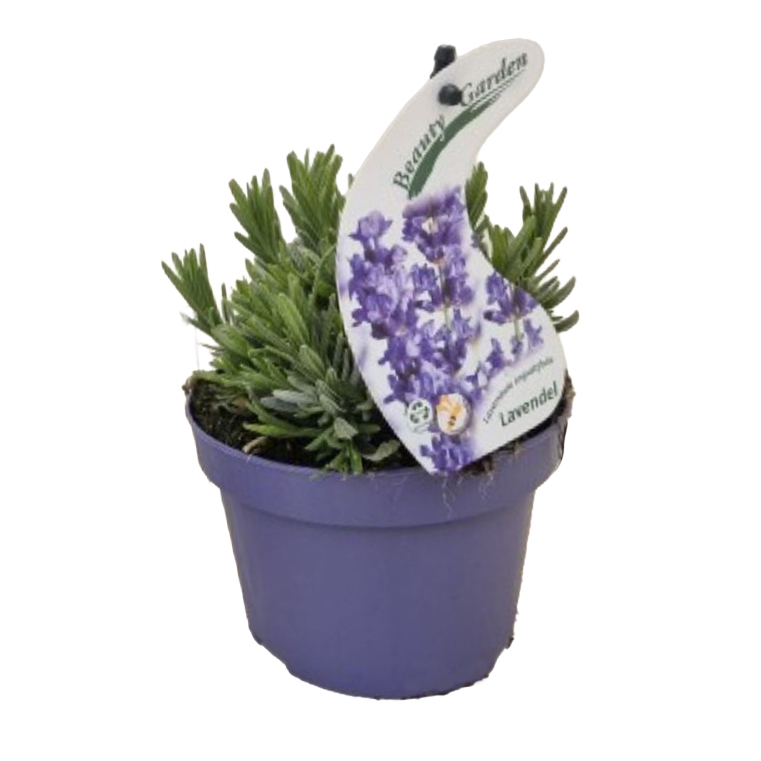 Lavandula angustifolia essence purple