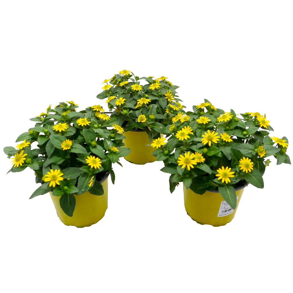 Sanvitalia procumbens