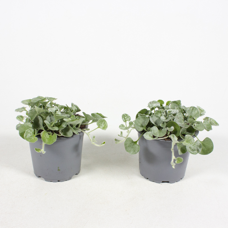 dichondra argenta