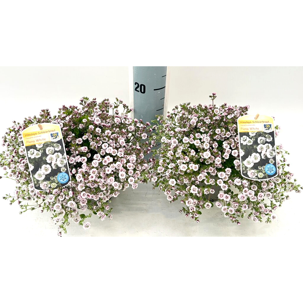 Gypsophila creatoides plena white
