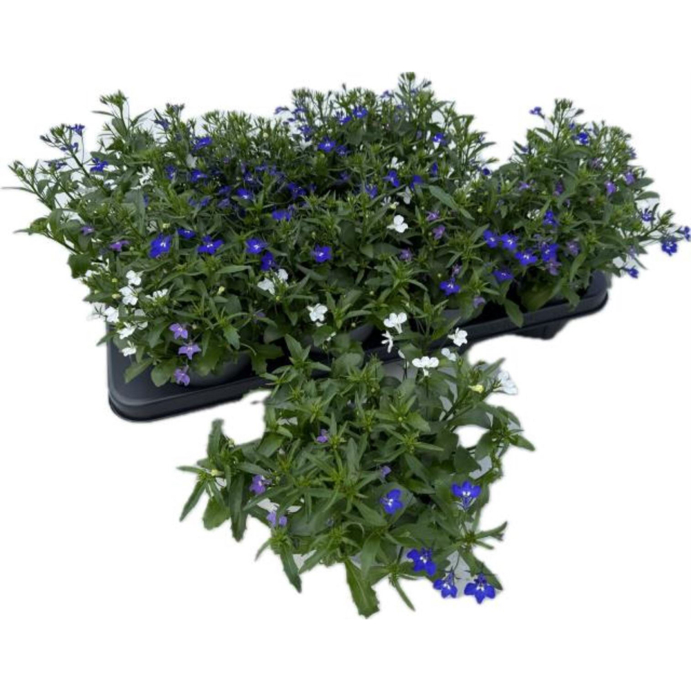 Lobelia trio