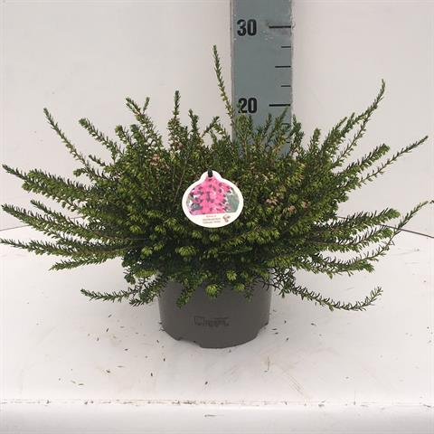 erica darleyensis