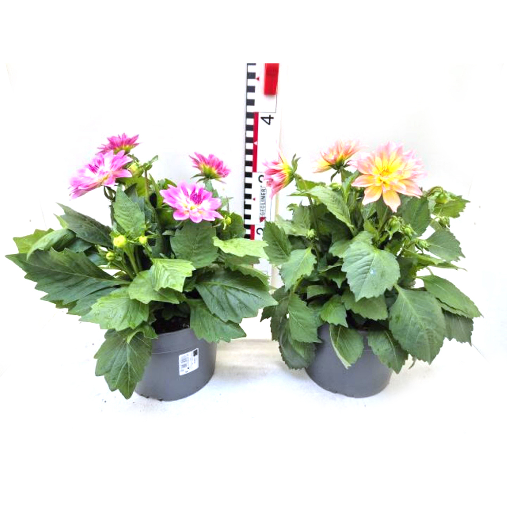 Dahlia coccinea dalina maxi