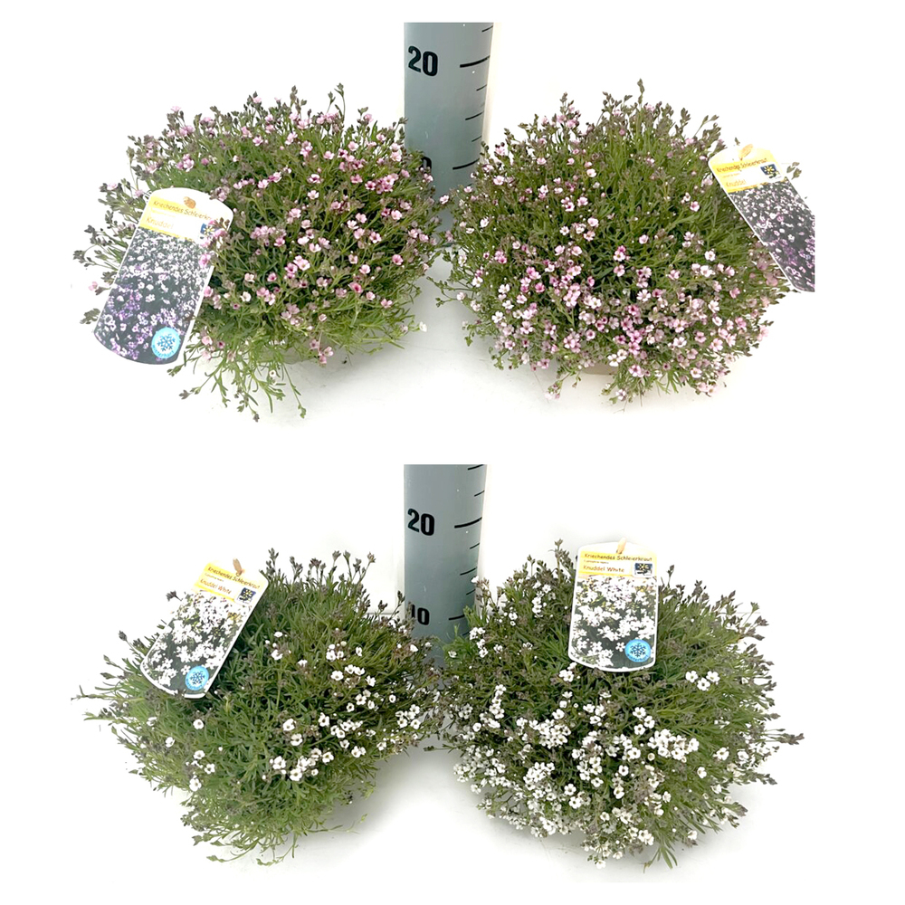 Gypsophila repens knuddel
