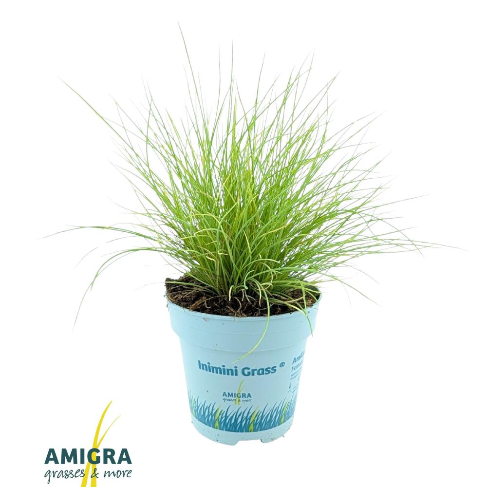 festuca