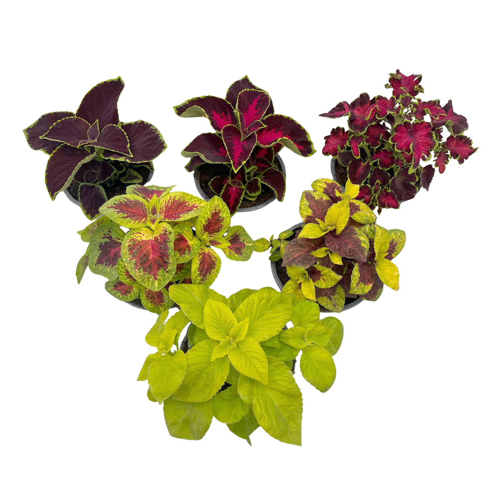 coleus blumei
