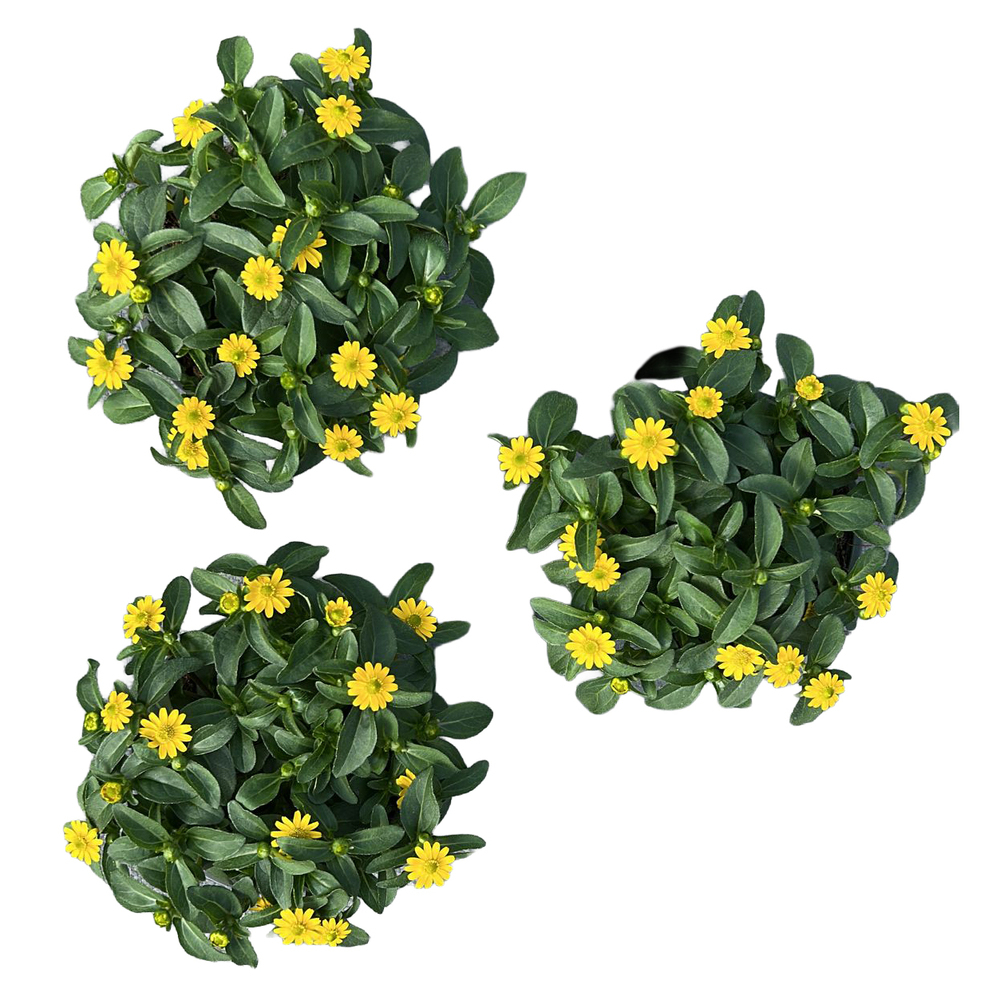 Sanvitalia procumbens