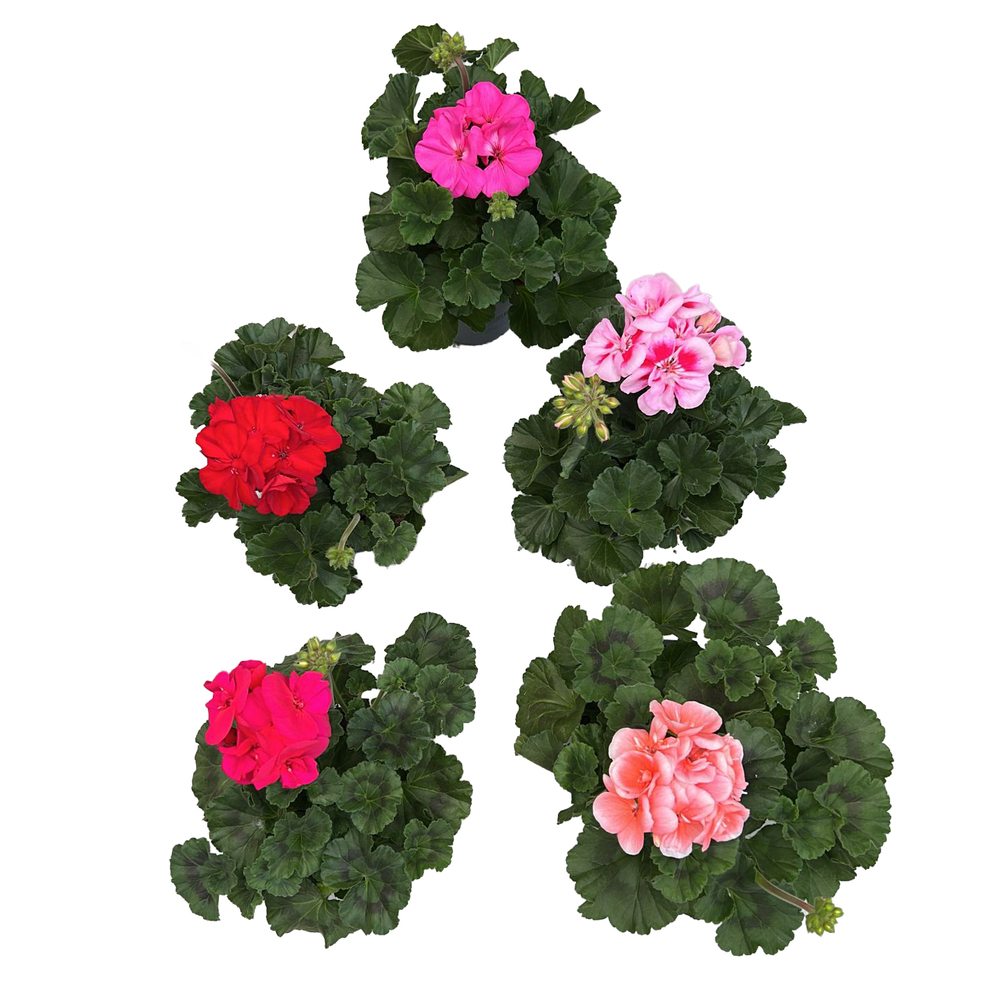 Pelargonium zonale