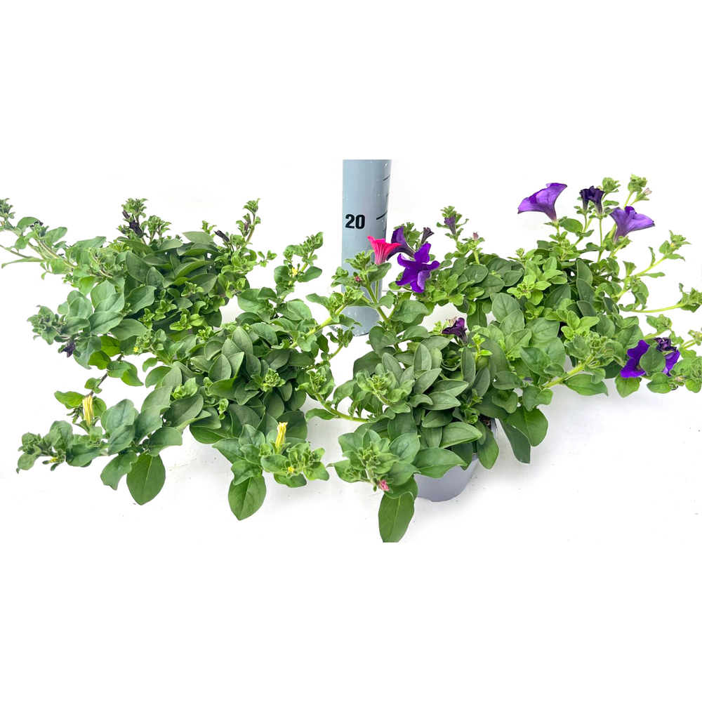 Petunia surfinia
