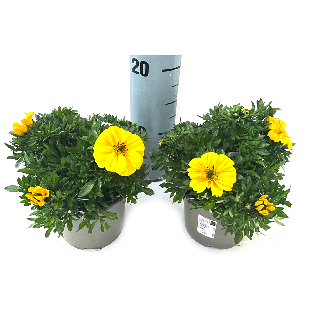 Bidens ferulifolia grande sol