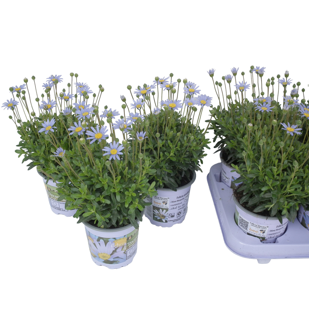Felicia amelloides felicitara blue