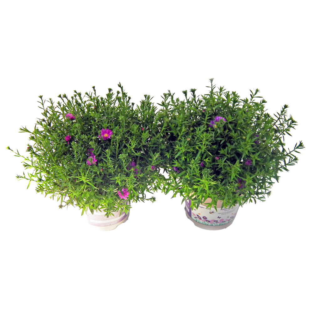 Aster dumosus aster la vista