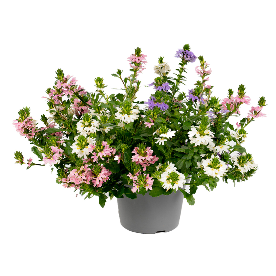 Scaevola aemula trio
