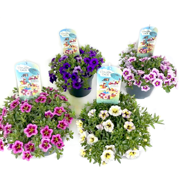 Calibrachoa careless