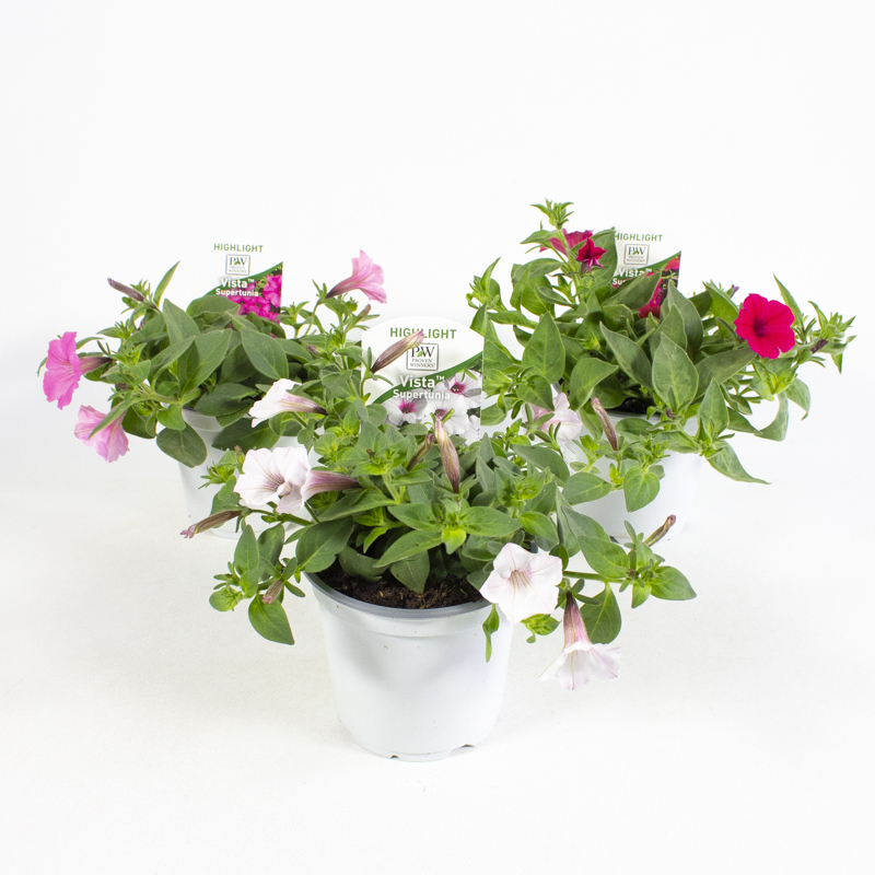 Petunia vista